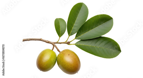 Wallpaper Mural Isolated Fresh Green Olives on Branch Torontodigital.ca