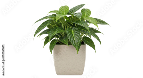 Isolated Potted Plant