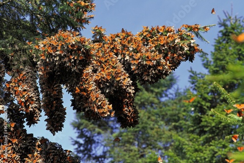 Monarch butterflies in central Mexico where they stay over the winter on oyamel trees.