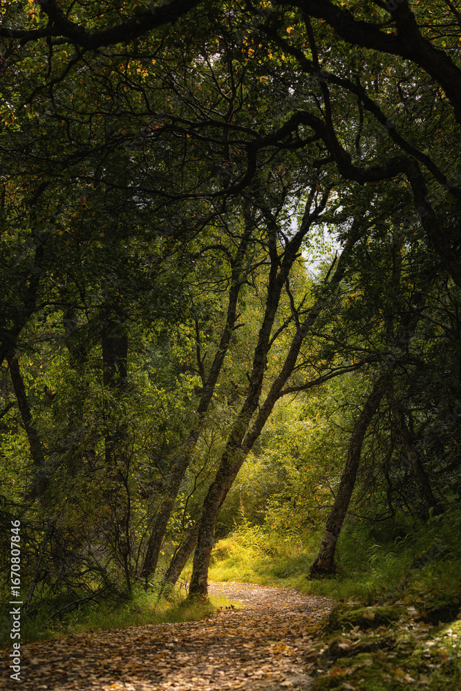 Naklejka premium Forest trail trees dirt hiking nature