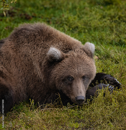 Wallpaper Mural Brown Bear Katmai Brooks Falls Brooks River Fall Autumn resting laying down Torontodigital.ca