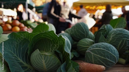 Recently gathered kohlrabi vegetables presented at regional producers market in the dynamic fall period, rich dark verdant foliage and rounded pale green kohlrabi produce attractive arrangement at op