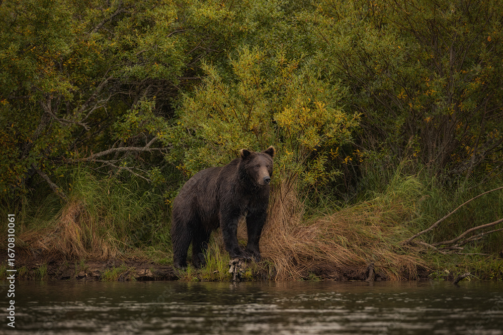 Fototapeta premium Brown Bear Katmai Brooks Falls Brooks River Fall Autumn
