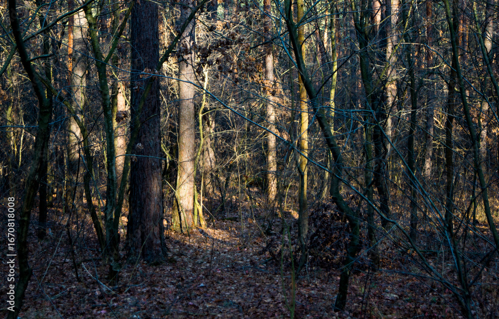 Obraz premium trees in the woods