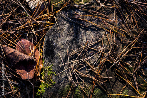 Photography wild animals in the woods