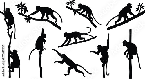 Monkey silhouettes walking on branches, climbing trees, and jumping in jungle environment – vector collection of wild tropical animal poses