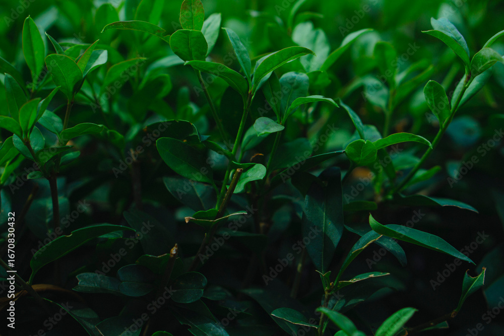 Obraz premium rain drops on a green leaf