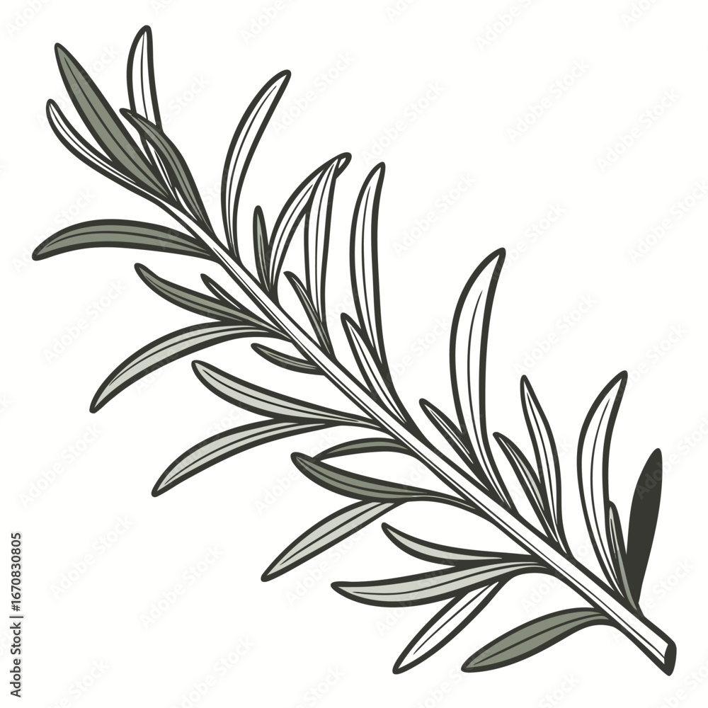 Fototapeta premium A drawing of an olive branch with leaves on a white background