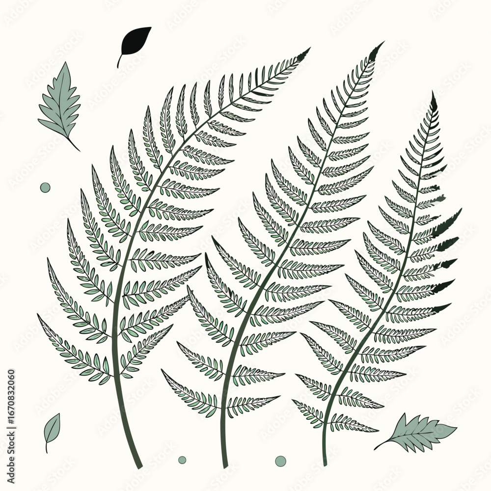 Obraz premium A collection of green fern leaves and foliage on a white background illustration