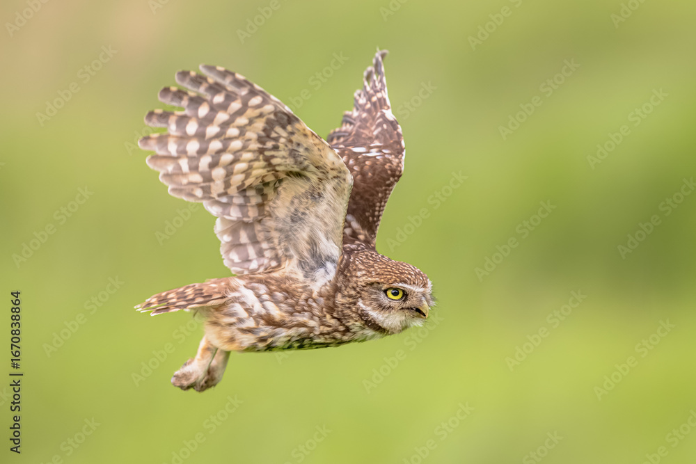 Obraz premium Little Owl flying on Bright Background