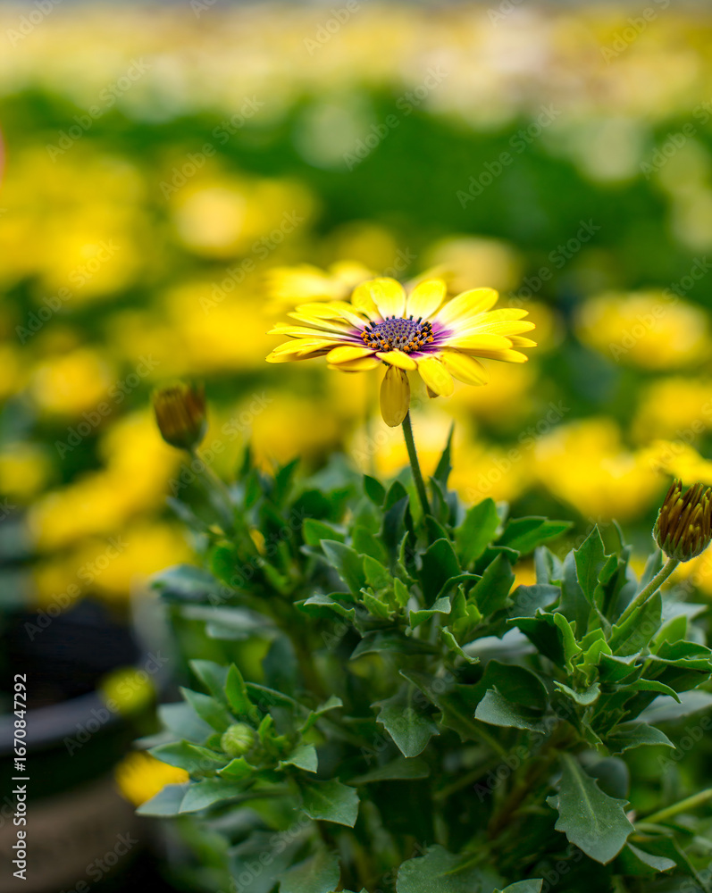 Obraz premium yellow daisies