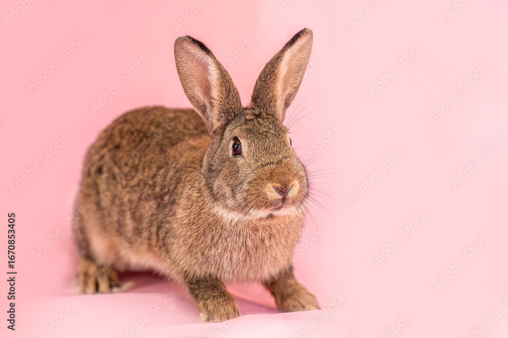 Obraz premium Dwarf rabbit in studio on pink background