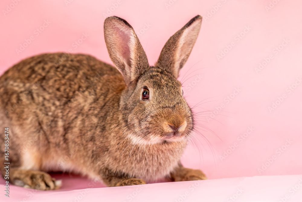 Fototapeta premium Dwarf rabbit in studio on pink background