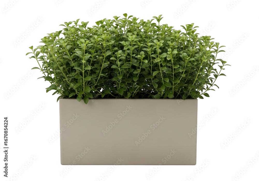 Fototapeta premium Lush green bush in a modern light beige rectangular planter transparent background