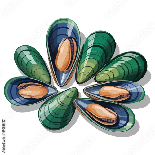fresh New Zealand Greenshell mussels isolated vector illustration on white background