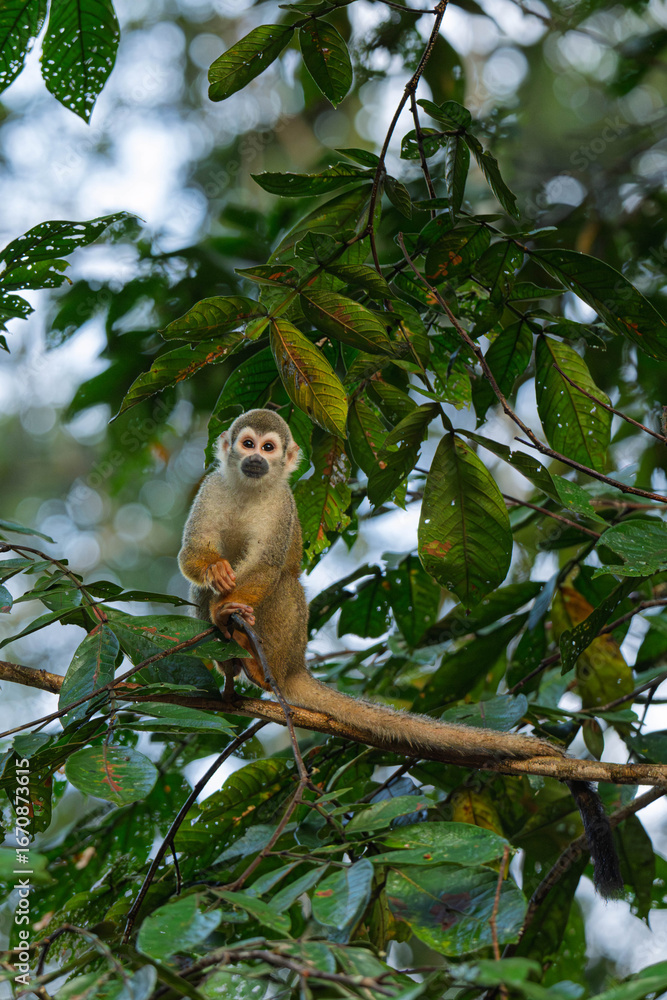 Obraz premium Spider monkey
