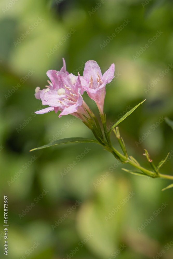 Fototapeta premium Pink flower blossoming in the sun.