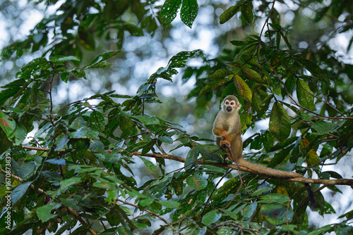 Squirrel monkey