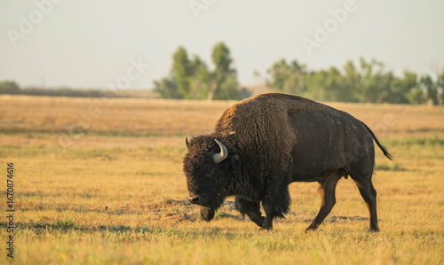 Bison on the range