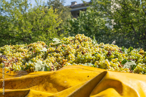 Fresh green wine grapes being delivered for wine making.