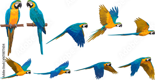 Blue-and-yellow macaw (Ara ararauna) vector drawing, realistic tropical parrot illustration with vibrant plumage, native to South America, Amazon rainforest and Pantanal biome, exotic wildlife art