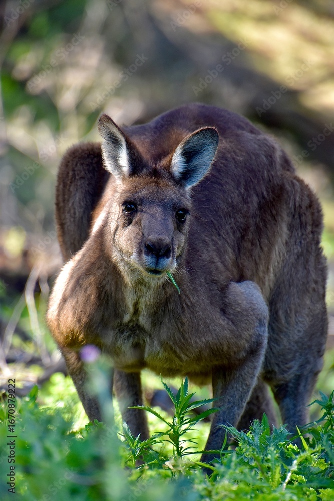 Naklejka premium kangaroo eating grass