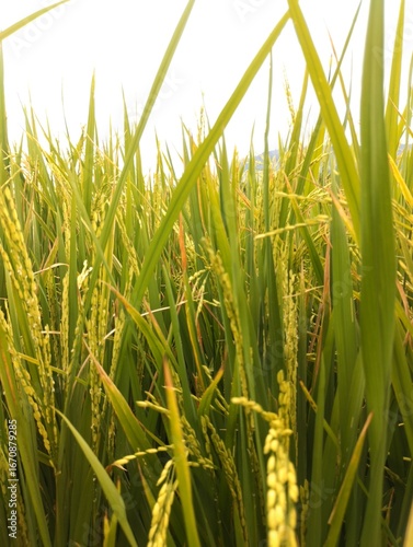 Golden rice stalks sway under a bright sky, a vibrant symbol of nature's bounty and agricultural life.