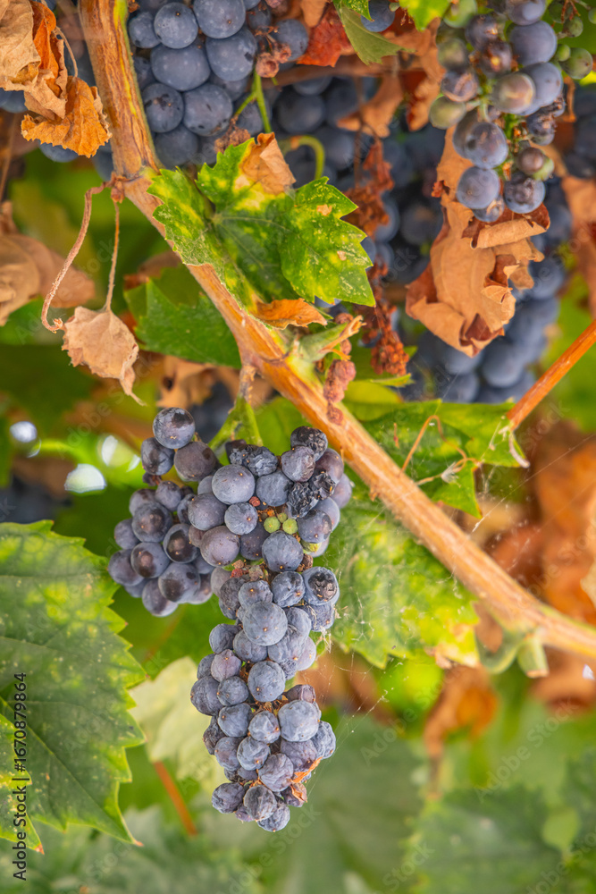 Naklejka premium Ripe grapes growing on the vine.