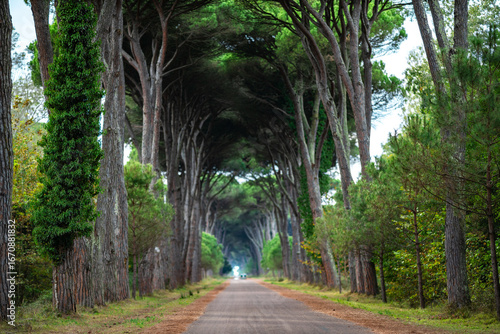 Scenic Tree-Lined Road in Pisa, Italy