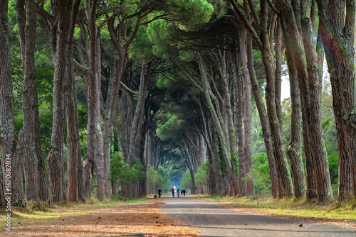 Scenic Tree-Lined Pathway in Pisa, Italy