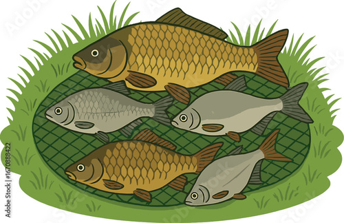 Catching fish includes the Common Carp, Common Bream, and Common Roach