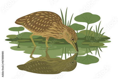 A young Black Crowned Night Heron is hunting in a marsh