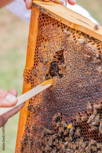 Honey bees on hive frames for honey production.