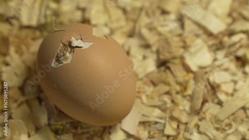 A chicken egg in close-up with a chick trying to hatch out.