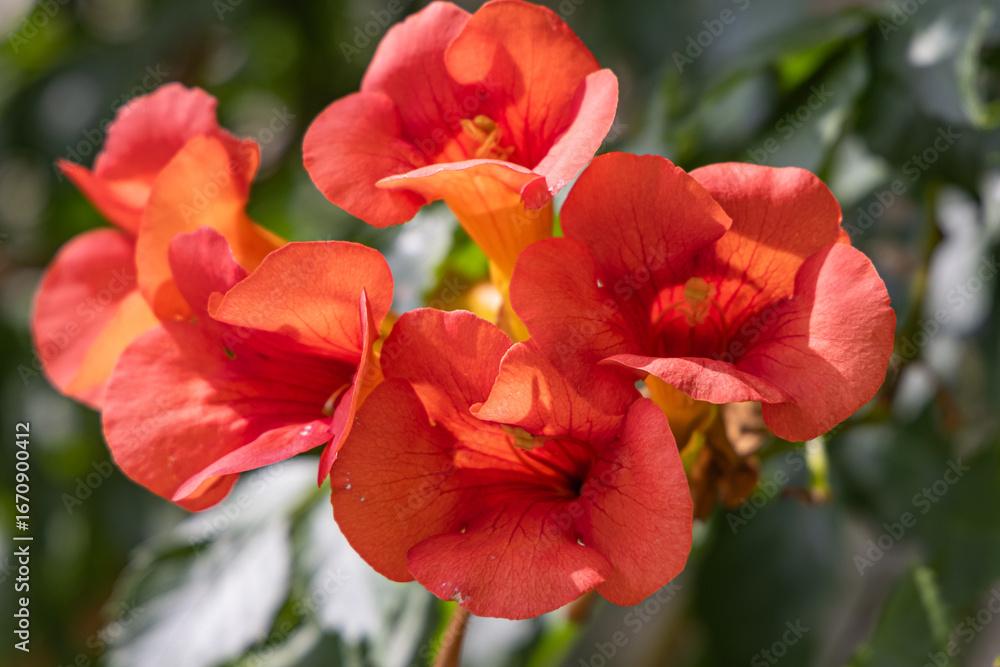 Fresh red trumpet vine flowers. Fresh red trumpet vine flowers.