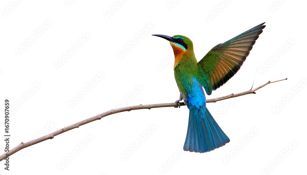 Fototapeta premium Bluetailed Beeeater Landing Branch.
