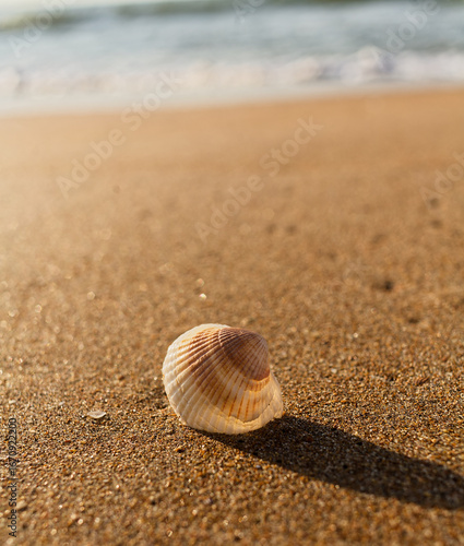 Seashell Lying On Wet Sand With Ocean Waves Behind