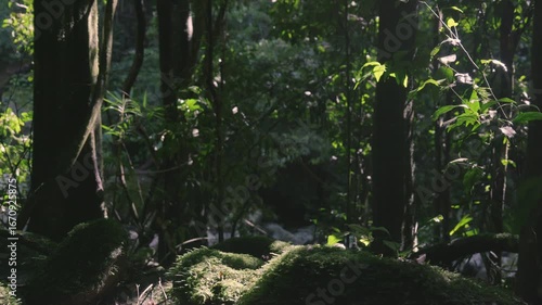 Close up of moss on a rock dappled in light in a rainforest. Bugs and insects circle around catching hits of light.