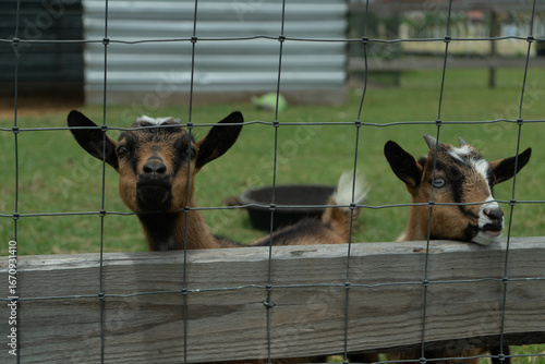 Goats standing behind fence at farm