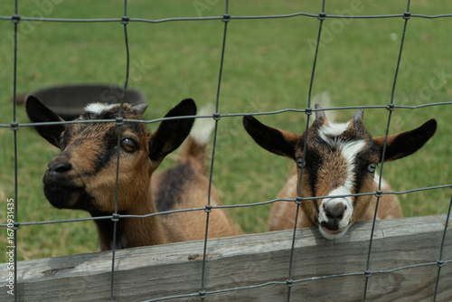 Goats standing behind fence at farm