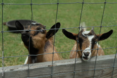Goats standing behind fence at farm