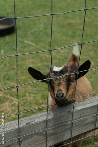 Goat standing behind fence looking at camera