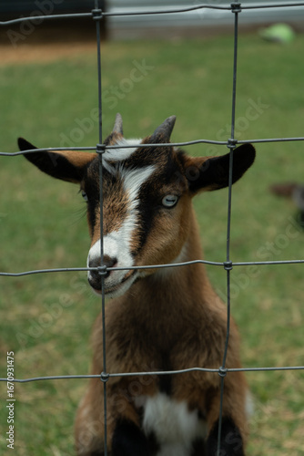 Goat standing behind fence looking at camera
