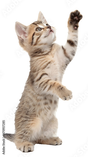 Adorable playful kitten reaching up with paw in the air curious tabby cat stretching for attention cute domestic animal isolated on black background small feline friend