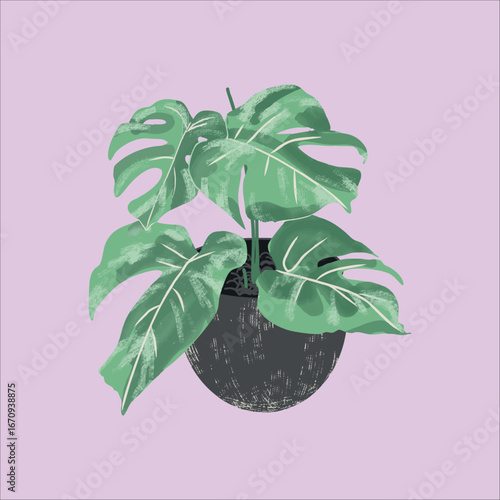 Botanical monstera deliciosa in decorative pot with tropical leaves