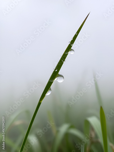 Web with dew drops on a blade of grass on a Fog background