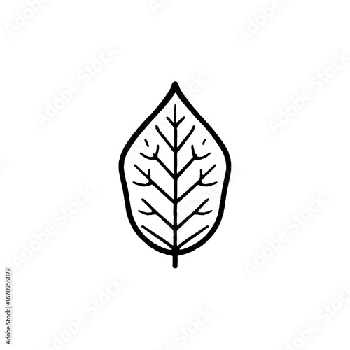 Silhouette of a Leaf in Nature