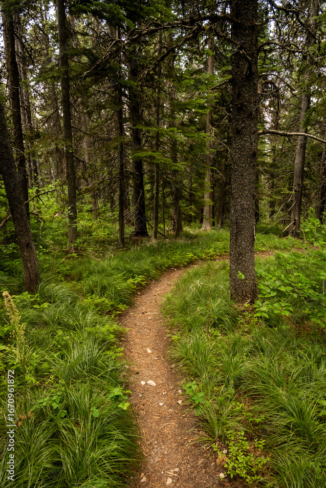 Fototapeta premium Tidy Trail Curves Around Pine Tree In Glacier