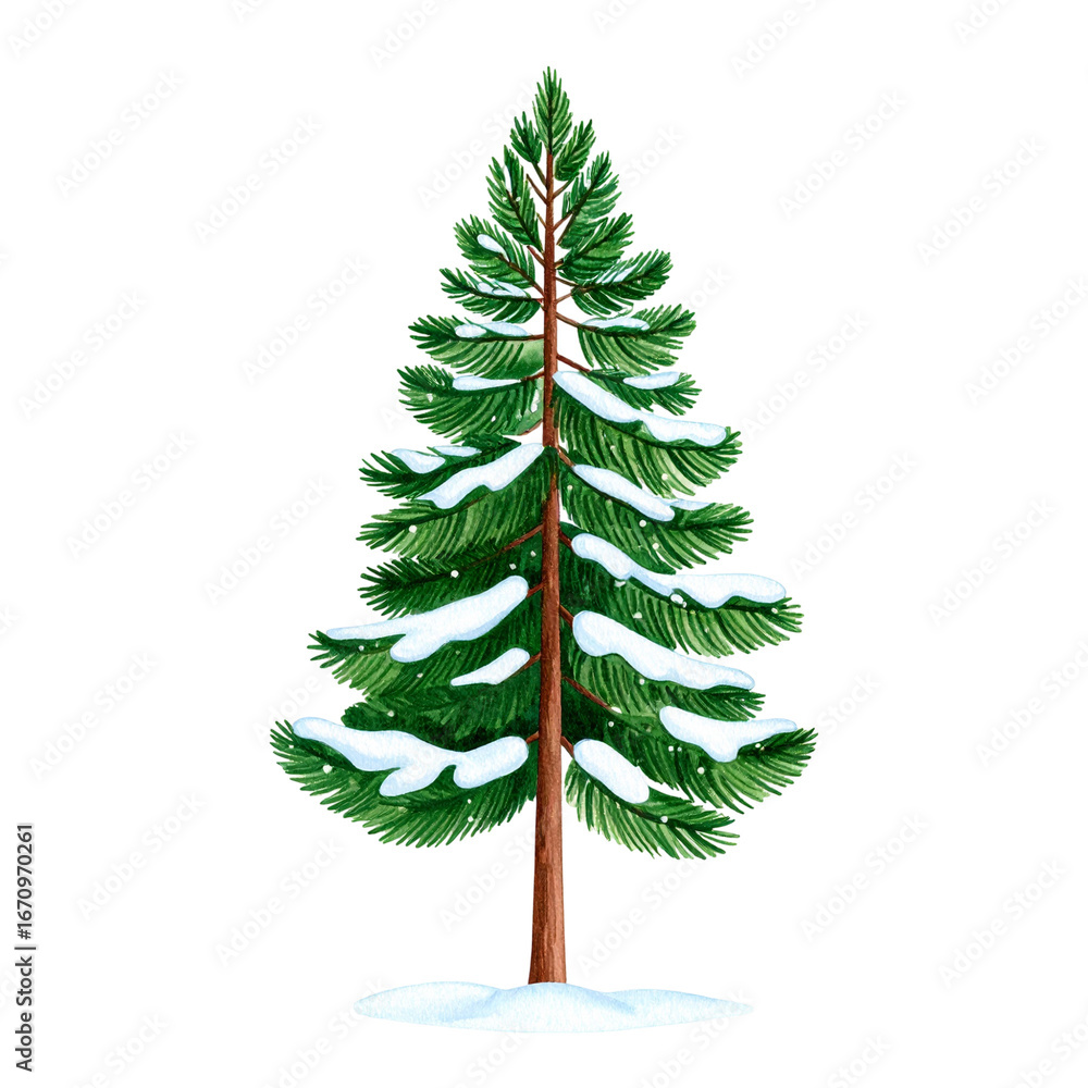 Fototapeta premium Watercolor Winter Pine Tree with Snow.
