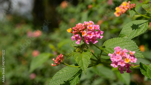 Vibrant Pink and Orange Lantana Flowers Blooming in Sunlight